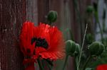 Back Yard Poppies Stock Photo