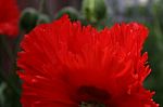 Back Yard Poppies Stock Photo