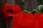 Back Yard Poppies Stock Photo