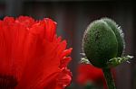 Back Yard Poppies Stock Photo