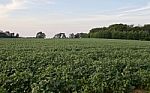 Background With A Beautiful Potatoes Field Stock Photo