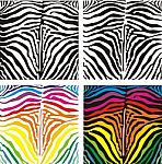 Background Zebra Stock Photo