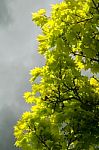 Backlit Green Leaves-gray Clouds Stock Photo