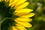 Backside Of Sunflower Petal Closeup Stock Photo