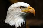 Bald Eagle Stock Photo