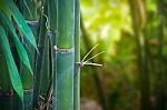 Bamboo Stock Photo