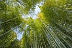 Bamboo Forest Stock Photo