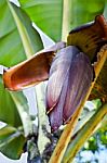 Banana Flower Stock Photo