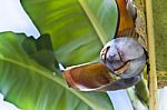 Banana Flower Stock Photo