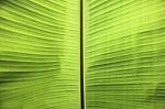 Banana Leaf, Banana Leaf Texture, Banana Leaf Backgrounds Stock Photo