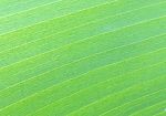 Banana Leaf Texture Stock Photo