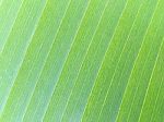 Banana Leaf Texture Stock Photo