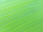 Banana Leaf Texture Stock Photo