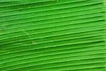 Banana Leaf Texture Background Stock Photo