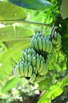 Banana Tree Stock Photo