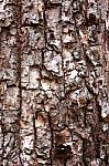 Bark Tree Stock Photo