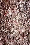 Bark Tree Stock Photo