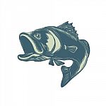 Barramundi Scratchboard Style Stock Photo