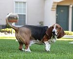 Basset Hound Stock Photo