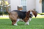 Basset Hound Stock Photo