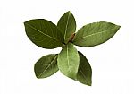 Bay Leaf Fresh Herb Green Leaves Isolated Stock Photo