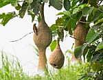 Baya Weaver Bird Nest Stock Photo