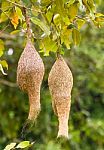 Baya Weaver Bird Nest Stock Photo