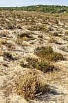 Beach Landscape With Dune Vegetation And Sand Stock Photo