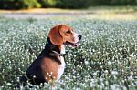 Beagle Dog  In The Wiild Flower Field Stock Photo