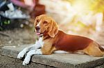 Beagle Dog Lying On The Foot Path Stock Photo