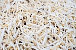 Bean Sprouts Stock Photo