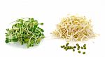 Bean Sprouts Isolated On White Background Stock Photo