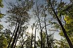 Beautiful Autumn Forest Stock Photo