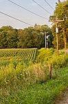 Beautiful Background With A Beautiful Corn Field Stock Photo