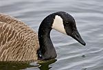 Beautiful Background With A Canada Goose Stock Photo