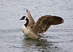 Beautiful Background With A Canada Goose With The Strong Wings Stock Photo