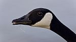 Beautiful Background With A Cute Canada Goose Stock Photo