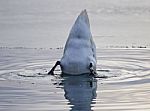 Beautiful Background With A Funny Swan Swimming In The Lake Stock Photo