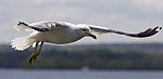 Beautiful Background With A Gull In The Sky Stock Photo