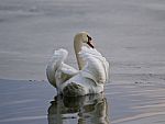 Beautiful Background With A Swan In The Lake Stock Photo