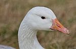 Beautiful Background With A Wild Snow Goose On The Grass Field Stock Photo