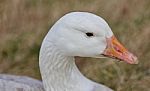 Beautiful Background With A Wild Snow Goose On The Grass Field Stock Photo