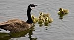 Beautiful Background With A Young Family Of Canada Geese Swimming Stock Photo