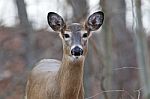 Beautiful Background With The Cute Deer Stock Photo