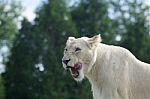 Beautiful Background With The Dangerous White Lion Stock Photo