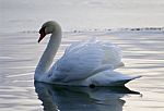 Beautiful Background With The Swan In The Lake Stock Photo