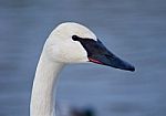 Beautiful Background With The Trumpeter Swans Stock Photo