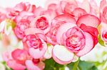 Beautiful Begonia Flower With Soft Focus Background Stock Photo