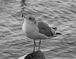 Beautiful Black And White Close-up Of A Gull Stock Photo