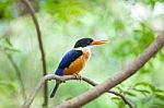 Beautiful Blue Kingfisher Bird Stock Photo